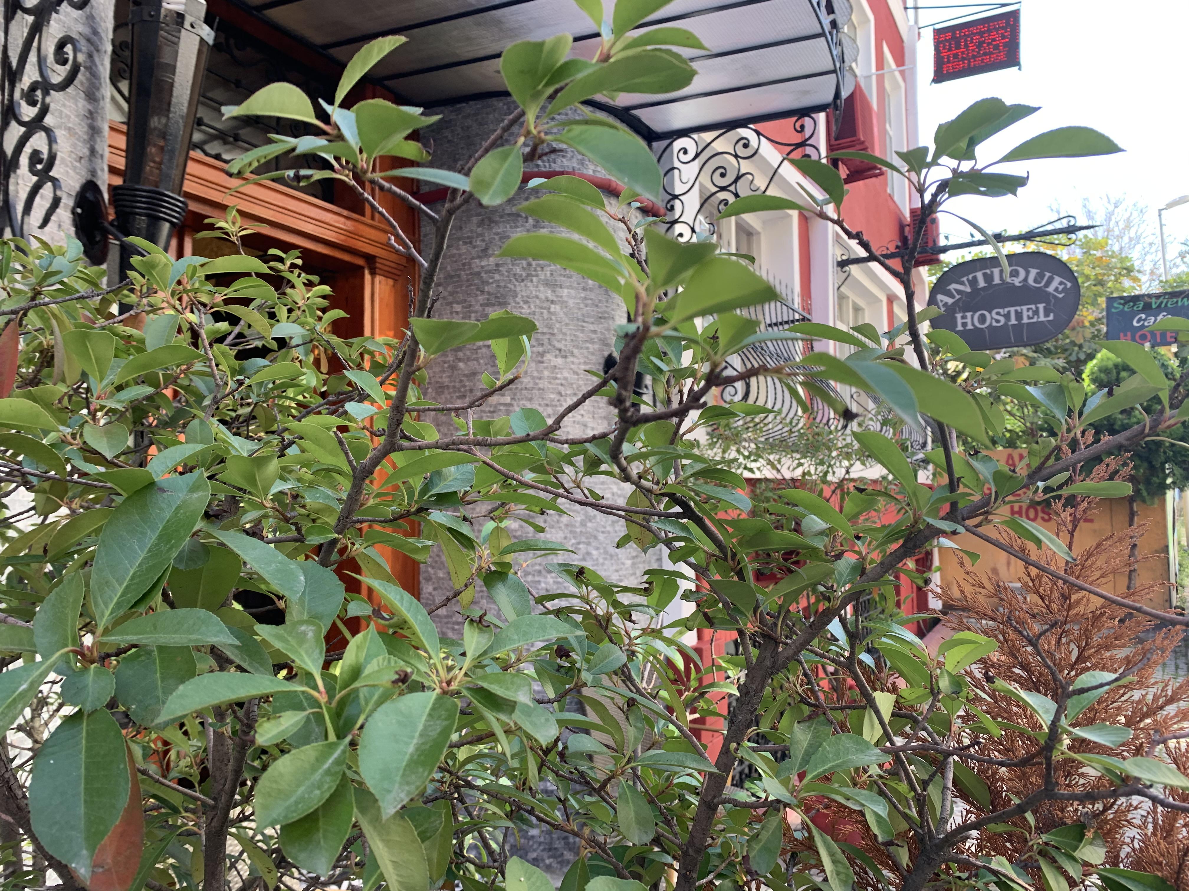 Antique Hostel *